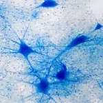 Neuronas teñidas al microscopio, las células que la optogenética premiada con el Nobel de Medicina 2026 controla con luz