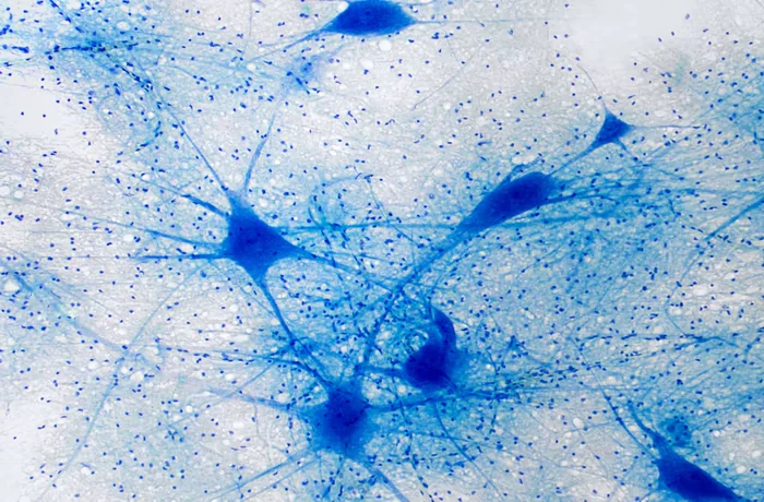 Neuronas teñidas al microscopio, las células que la optogenética premiada con el Nobel de Medicina 2026 controla con luz